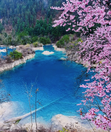 5 天•「成都·九寨溝·黃龍·熊貓基地·三星堆」假期深度遊四川,連住 2 晚獨家九寨天堂洲際,動車往返九寨節省 5-8 小時車程