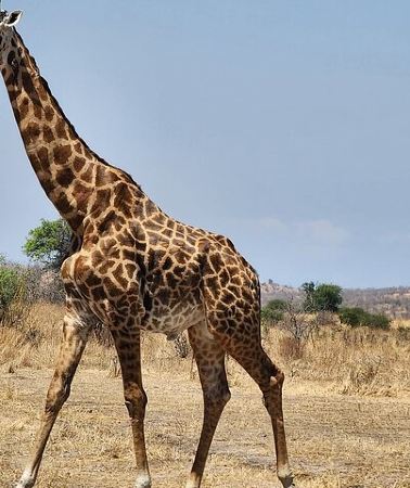 3D2N • Safari 3days From Zanzibar To Mikumi National Park by ferry