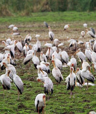 2D1N • 2 Days Tarangire-Lake Manyara NP From Arusha