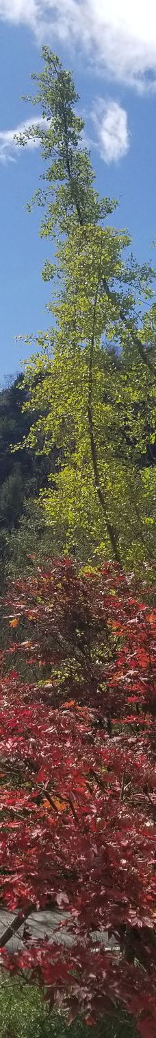 卧龙中华大熊猫苑神树坪基地-汶川