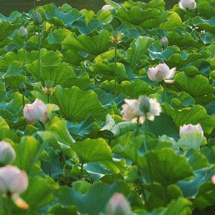 昆明+普者黑景区+抚仙湖4日3晚拼小团