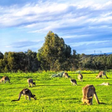 澳大利亚墨尔本+墨尔本市区热气球+企鹅归巢+悉尼歌剧院+袋鼠谷7日6晚私家团