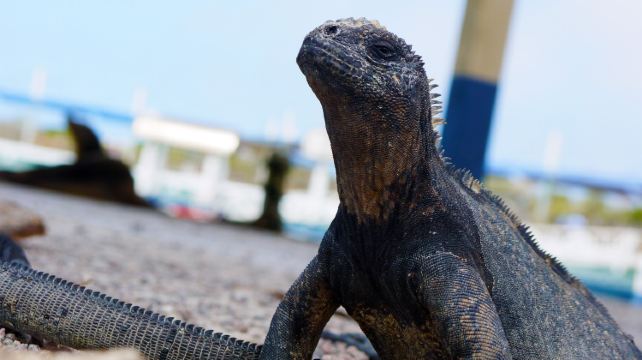 10-Day Upgraded Land Galapagos Tour from Quito to Papallacta · San Cristobal Island, Floreana Island, Isabela Island