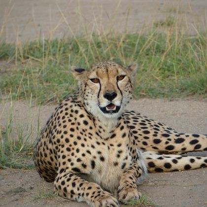 肯尼亚安博塞利+马赛马拉国家公园+Ol Pejeta Conservancy+桑布鲁自然保护区10日9晚私家团