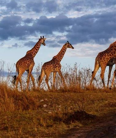 3D2N • 3 days 2 nights group safari to Maasai Mara National Reserve 4WD