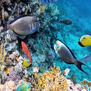 迪那桡岛+维提岛+卡斯特威岛6日5晚私家团