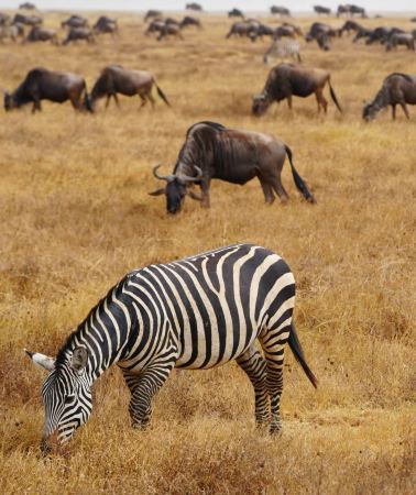 9D8N • Serengeti + Zanzibar Island + Ngorongoro + Tarangire National Park + Lake Manyara National Park