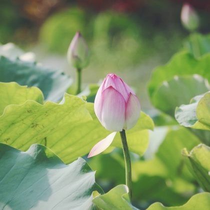 肇庆+清远+英德+连州4日3晚私家团