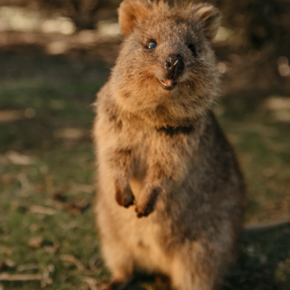澳大利亚西澳大利亚珀斯+罗特尼斯岛+巴瑟尔顿5日4晚私家团