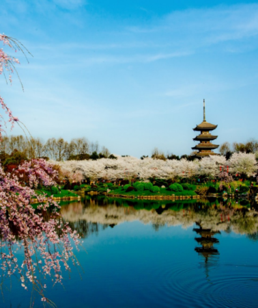 7日6晚 • 長江三峽7天團 · <全包登岸觀光>🌸春賞粉櫻‧醉美花海🌸 長江三峽、武漢賞櫻、重慶、宜昌7天高鐵團 (船上入住5-6樓臻選江景露台房) ※三峽大壩升船機、東湖磨山櫻花園、豐都鬼城、《烽煙...