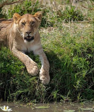 6D5N • 6 Days The Best of Tanzania Safari