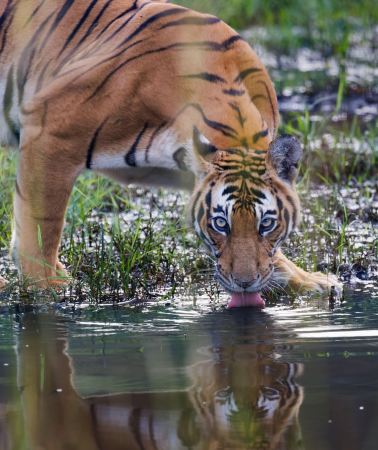 7D6N • Kathmandu: 7-D Bardiya Tiger Tracking with Naturalist Guide