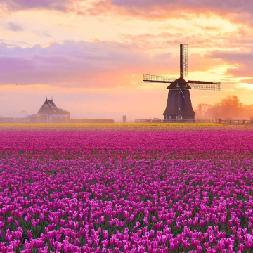 荷兰+比利时11日9晚跟团游