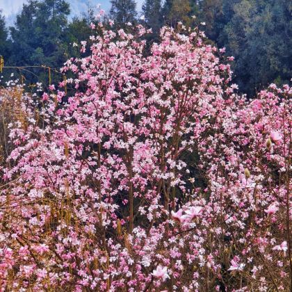 绵阳+吴家后山+药王谷+佛爷洞2日1晚私家团