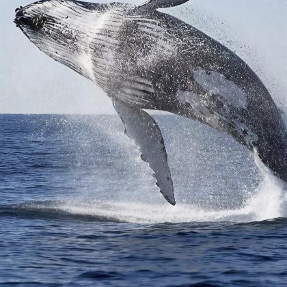 南非花园大道6日5晚跟团游