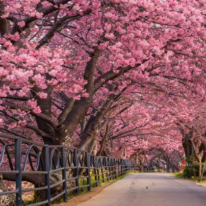 日本伊豆8日7晚私家团