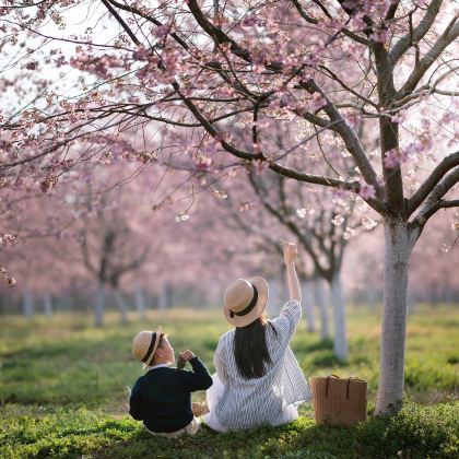 济南+泰山风景区+曲阜+淄博6日5晚私家团