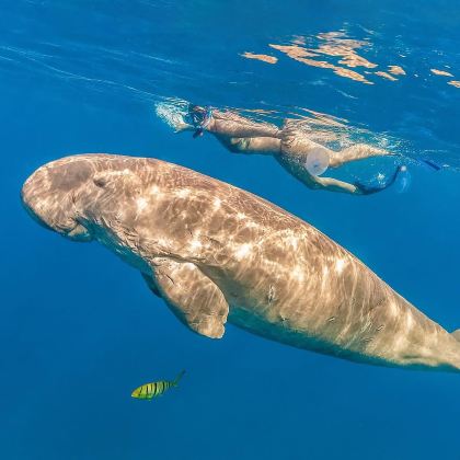 埃及锡瓦+马特鲁港+苏伊士+亚历山大+卢克索+开罗+Qesm Marsa Alam13日12晚跟团游