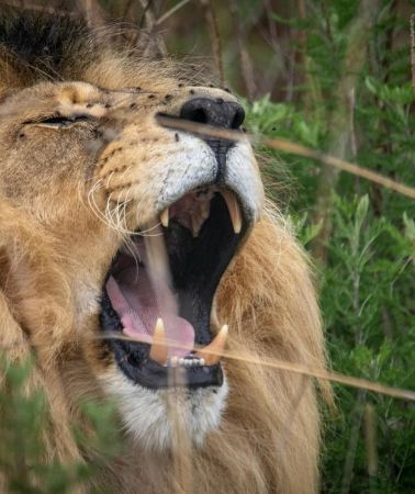 3D2N • 3-Day Mikumi Safari Adventure from Zanzibar