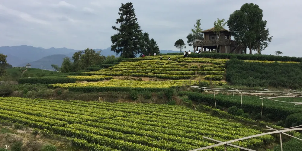 永安旅遊