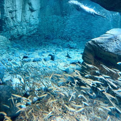 日本大阪+东京5日4晚自由行