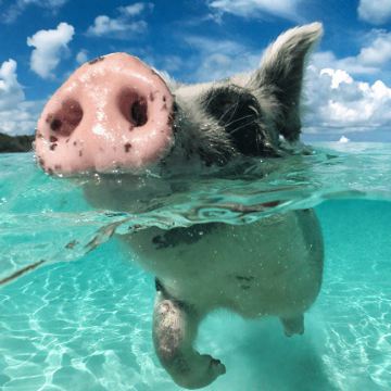 墨西哥+古巴+巴拿马+哥斯达黎加+哥伦比亚+多米尼加共和国+牙买加+巴哈马+坎昆+波哥大+哈瓦那+圣何塞+拿骚+圣多明戈23日20晚跟团游