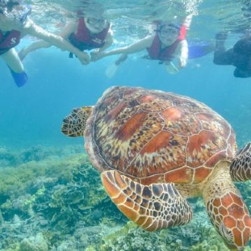 澳大利亚汉密尔顿岛4日3晚自由行