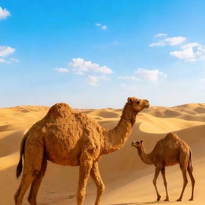 宁夏银川+中卫+阿拉善左旗4日3晚私家团