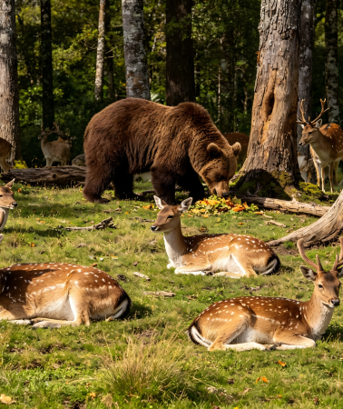8D7N • Customize your trip: Finland: Icebreaker Cruise + Ice Floating in Arctic Ocean + Cross Arctic Circle + Visit Santa Claus Village + Husky Sledding + Visit Snow Castle