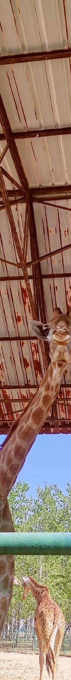 秦皇岛野生动物园-秦皇岛