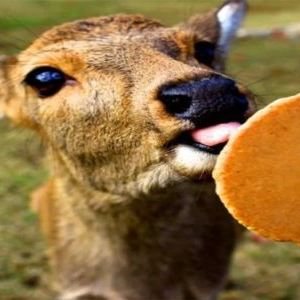 日本东京+京都+大阪+奈良+秋叶原电器街+浅草寺+东京塔+东京迪士尼乐园8日7晚私家团