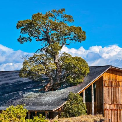 日本大阪+京都+奈良市+神户6日5晚跟团游