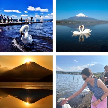 主题营地·日本7天动漫科技自然全景游学冬令营|让孩子从二次元爱好者，变身官方认证的动漫创作者|富士山温泉|早稻田见学|箱根雕刻之森美术馆|川崎机器人博物馆|专属杯面制作|迪士尼乐园烟火花车|涩谷十字路口
