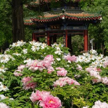 河南洛阳+开封+郑州+老君山景区+清明上河园+少林寺+龙门石窟+白马寺+河南博物院5日4晚私家团