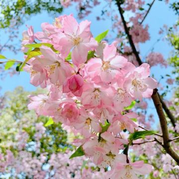 江西南昌+庐山市+景德镇+婺源5日4晚自由行