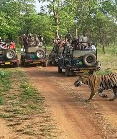 2D1N • 2-Day Wildlife Safari and Tour of Jim Corbett National Park