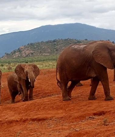 4D3N • Mombasa/Diani: 4-Day Tsavo East, Salt Lick & Tsavo West Safari