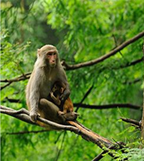 河南郑州+洛阳+老君山+万仙山+开封+云台山+红旗渠12日11晚跟团游