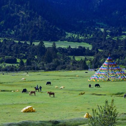 西藏林芝+拉萨+布达拉宫+雅鲁藏布大峡谷+羊卓雍错6日5晚跟团游