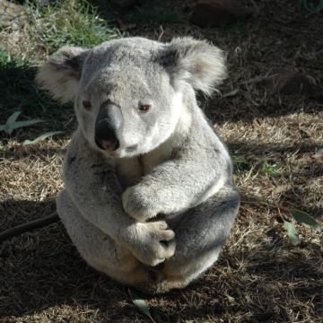 澳大利亚悉尼+黄金海岸+墨尔本10日8晚私家团
