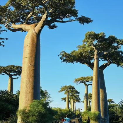 马达加斯加8日7晚私家团