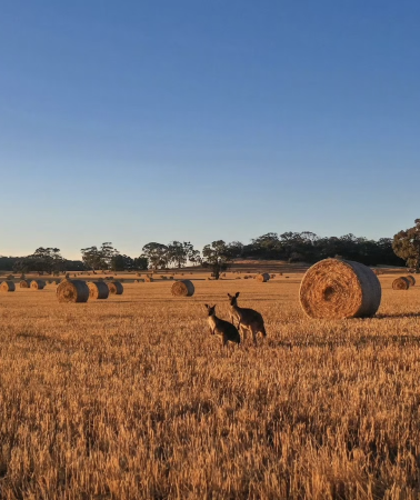 2D1N • Australia Adelaide City + Glenelg Beach + Kangaroo Island