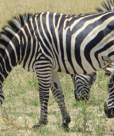2D1N • Chobe Safari Overnight Camping Trip