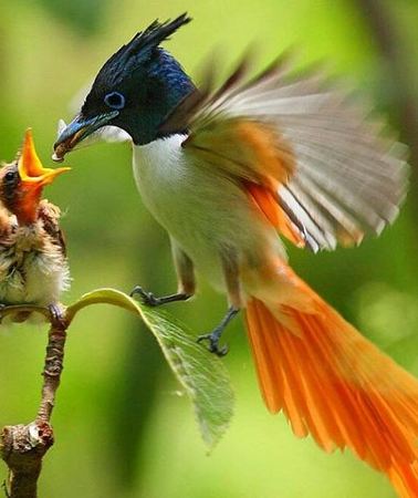 10D9N • Bird Watching Tour Sri Lanka - 10 Days