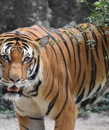 2D1N • Bandipur wildlife and Mysore experience in 2 days from Bangalore