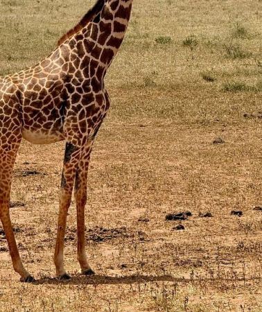 2D1N • Nairobi/Mombasa/Diani: 2 Days to Tsavo East & Tsavo West