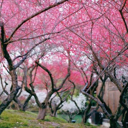 杭州+乌镇+苏州+灵隐寺+雷峰塔+同里古镇5日4晚私家团