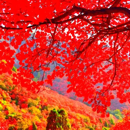 淄博+仰天山国家森林公园+石门坊+井塘古村+青州古城3日2晚私家团