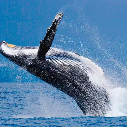 斯里兰卡10日9晚私家团