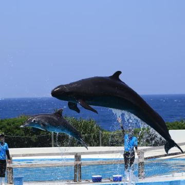 日本冲绳县6日5晚自由行